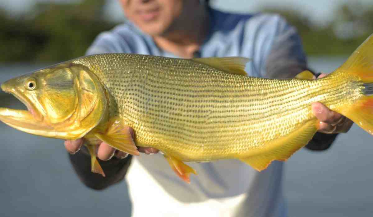 Pesca do Dourado pode ser proibida por cinco anos em Mato Grosso do Sul; entenda