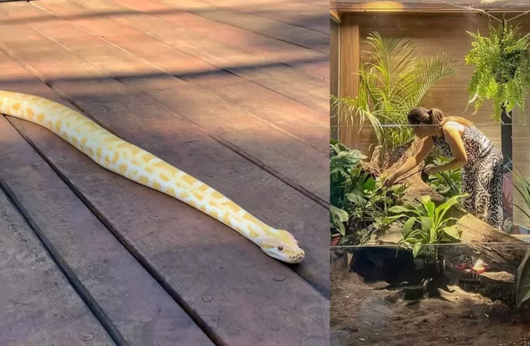 Guardada a sete chaves em Bioparque, píton amarela sai da toca para surpreender visitantes